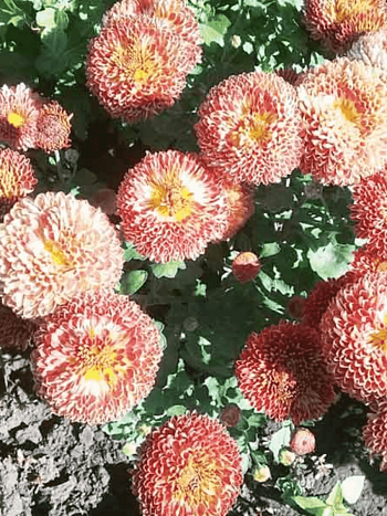 Хризантема Сударушка