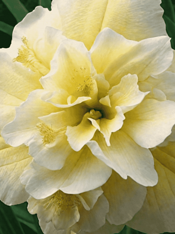 Лилейник Bowl of Cream