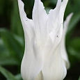 Тюльпан White Triumphator