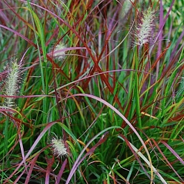 Пеннисетум лисохвостый Burgundy bunny