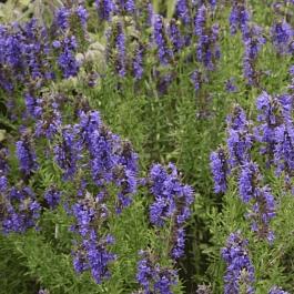 Иссоп лекарственный Nectar Blue