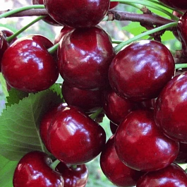 Вишня Жуковская