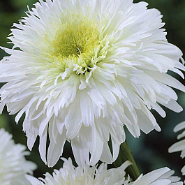 Нивяник великолепный Фиона Гогхилл Нивяник великолепный Фиона Гогхилл