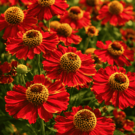 Гелениум осенний Rubinzwerg