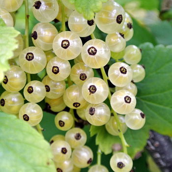 Смородина белая Ютерборгская Смородина белая Ютерборгская