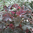 Гейхера  Fireworks
