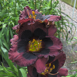 Лилейник гибридный Вупи НАБОР 2ШТ (1+1)