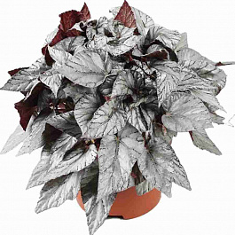 Бегония Beleaf Arctic Breeze