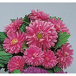 Астра Пот энд Патио Пинк