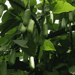 Актинидия коломикта Вафельная