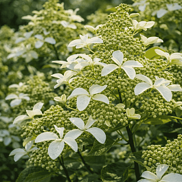 Гортензия метельчатая Great Star