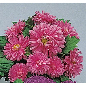 Астра Пот энд Патио Пинк