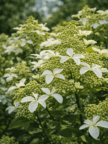 Гортензия метельчатая Great Star