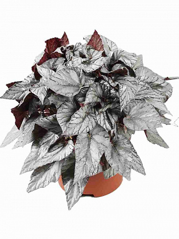 Бегония Beleaf Arctic Breeze