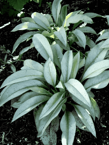 Медуница гибридная Samourai