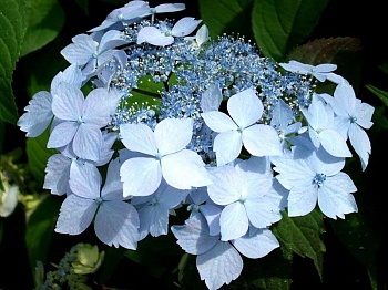 Гортензия крупнолистная Blue deckle