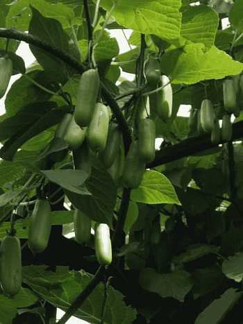 Актинидия коломикта Вафельная