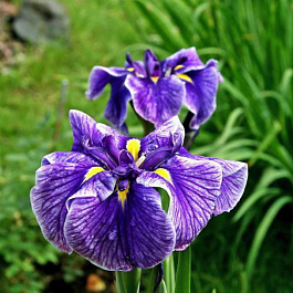 Ирис японский Кристал Хало Ирис японский Кристал Хало