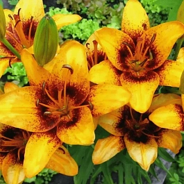 Лилия Sweet Valley