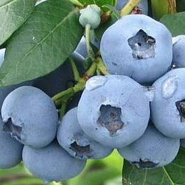 Голубика высокорослая Элизабет