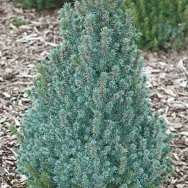 Ель канадская Sanders Blue