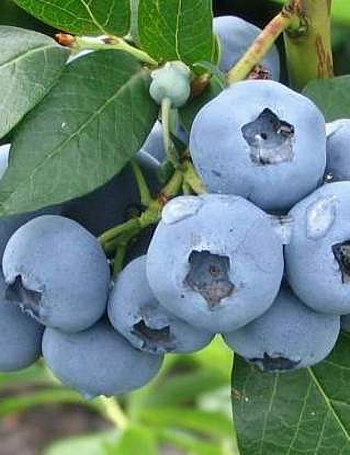 Голубика высокорослая Элизабет