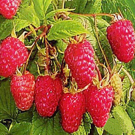 Малина традиционная Слава России