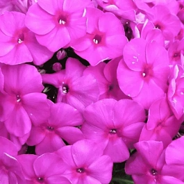 Флокс метельчатый Bambini Primadonna