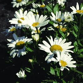 Нивяник наибольший Snow Lady