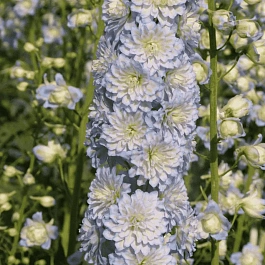 Дельфиниум  культурный Delphi's Moonlight