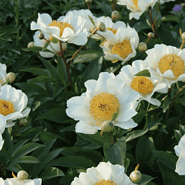 Пион Clare de lune