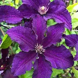 Клематис Rasputin