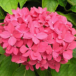 Гортензия крупнолистовая Хернли