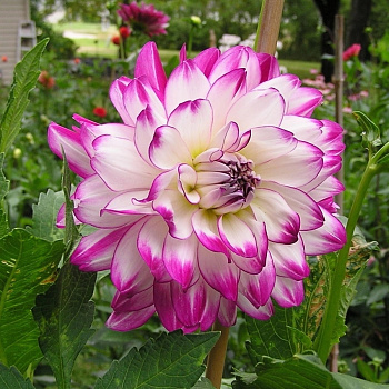 Георгина Декоративная Ху Ми