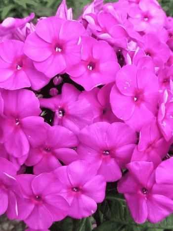 Флокс метельчатый Bambini Primadonna