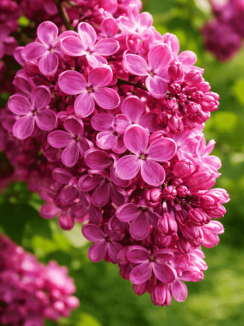 Сирень обыкновенная Ирина Архипова