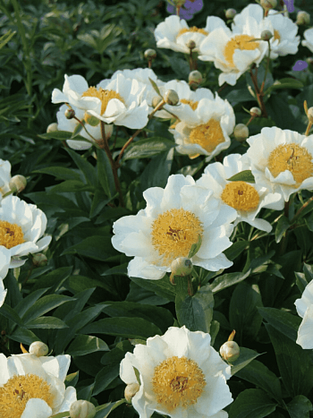 Пион Clare de lune