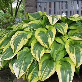 Хоста гибридная Финал Виктори