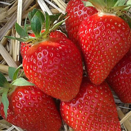 Земляника садовая Сибилла