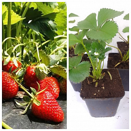 Земляника садовая Золушка НАБОР 5ШТ