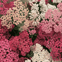 Тысячелистник Summer Berrie