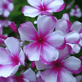 Флокс метельчатый Neon Flair Blue