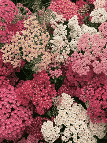 Тысячелистник Summer Berrie