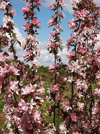 Яблоня декоративная Red Obelisk