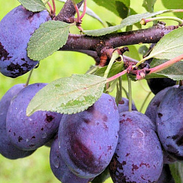 Слива Синий дар