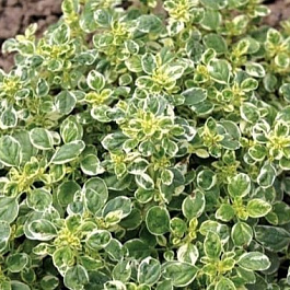 Душица обыкновенная Панта