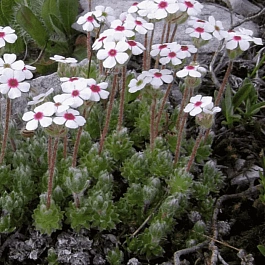 Проломник мохнатый