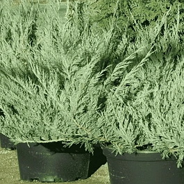 Можжевельник казацкий Blue danube