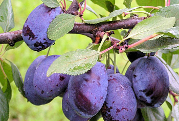 Слива Синий дар