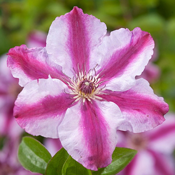 Клематис крупноцветковый Тюдор